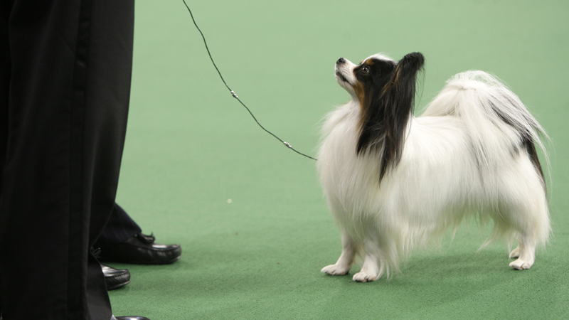 Illustration for article titled Elegant Updos and Classy Coats at the Westminster Dog Show
